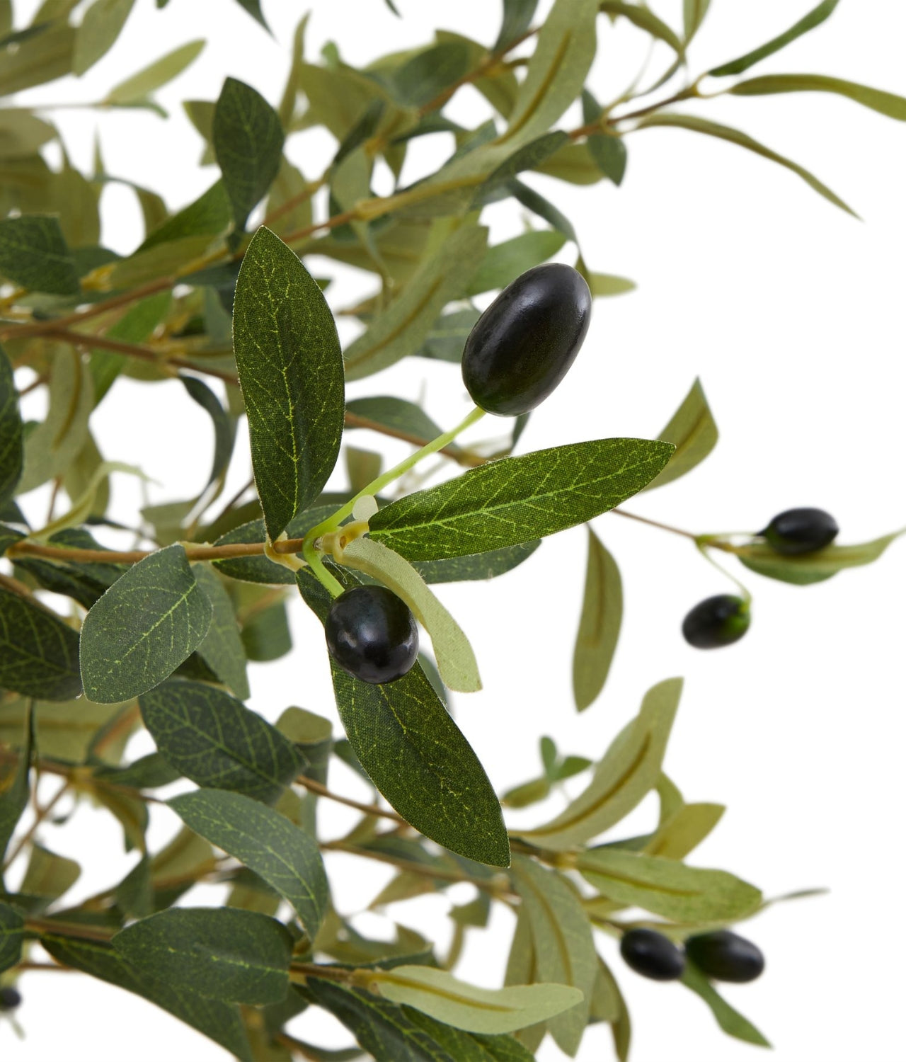 Bloomsbury Olive Tree
