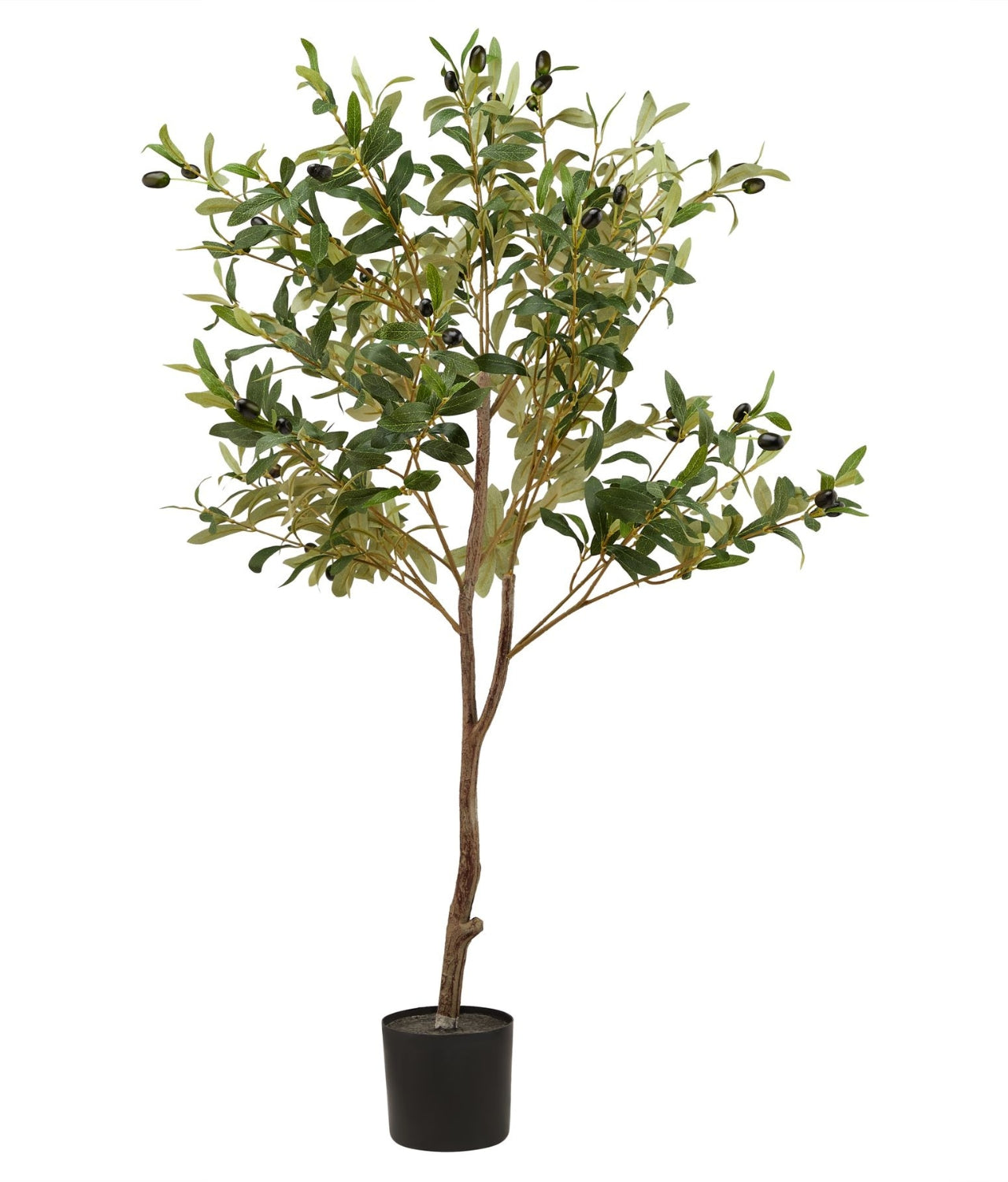 Bloomsbury Olive Tree
